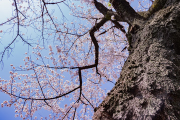 東京千鳥ヶ淵の桜