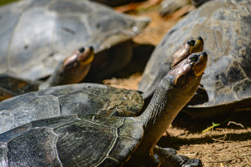 The Arrau turtle (Podocnemis expansa), also known as the South American river turtle, giant South American turtle, giant Amazon River turtle