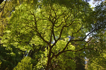 Beautiful green tree in Muir Woods