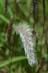 Cogon grass