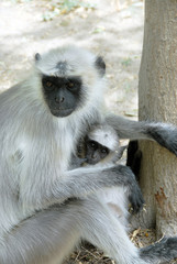 Colonie d'Entelles gris, singes arboricoles se nourrissent de feuillages, Rajasthan, Inde