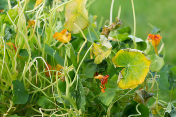 Damage on cress plants by european roe deer, Capreolus capreolus