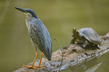 a Striated Heron site on a floating log with a turtle. Iquitos, Peru