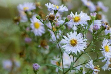 Aster, symphyotrichum flowers