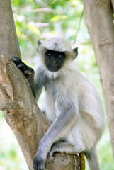 Colonie d'Entelles gris, singes arboricoles se nourrissent de feuillages, Rajasthan, Inde