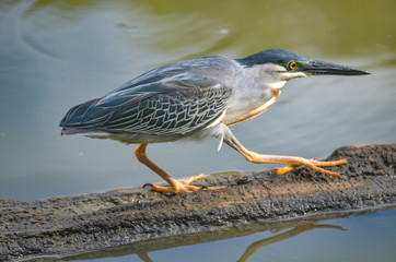 a Striated Heron in the Peruvian Amazon