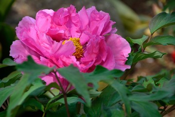 牡丹と芍薬の花