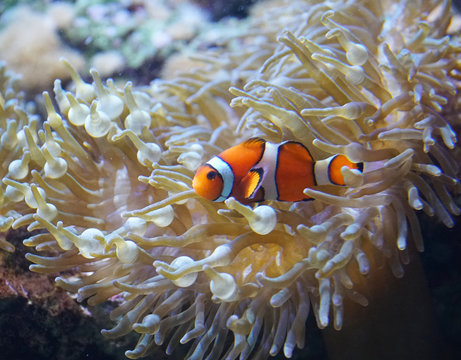 orange clown fish in the coral reef