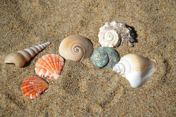 colorful sea shells and snail on sand in the beach