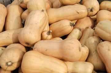 butternut squash pile in harvest season
