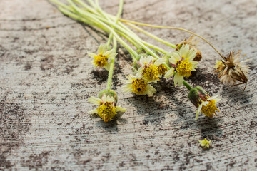 Flower on Cement Floor