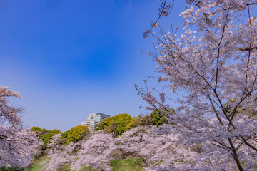 東京千鳥ヶ淵の桜