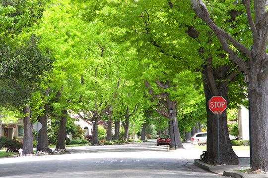 Tall Liquid amber, commonly called sweet gum tree, or American Sweet gum tree, lining an older neighborhood in Northern California. Spring, summer beginning. trees vibrant green. Stop sign on corner