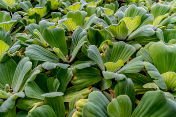 Green Dug Plants