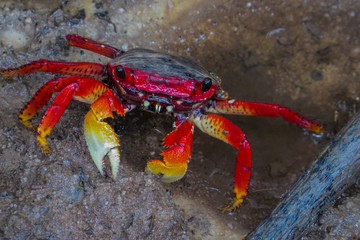 Aratu crab