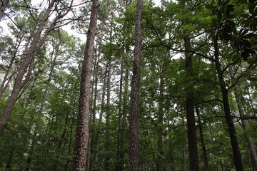 Obraz premium Georgia forest