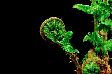 Close up View of Young Spiral Form Expanding Wet Fern on Black Background
