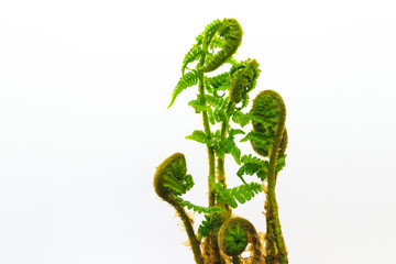 Close up View of Young Spiral Form Expanding Wet Ferns on White Background