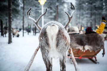 butt of a reindeer pulling a sled