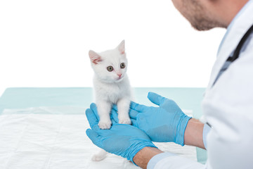 cropped image of veterinarian in gloves holding kitten isolated on white background