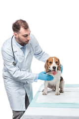 male veterinarian examining beagle on table isolated on white background