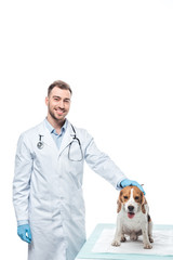 smiling male veterinarian with beagle on table isolated on white background