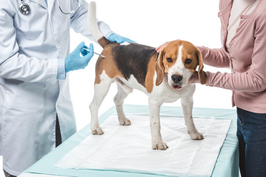 cropped shot of woman holding dog while veterinarian doing injection by syringe isolated on white background