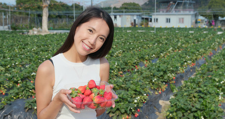 Woman holding strawberry harvest in field