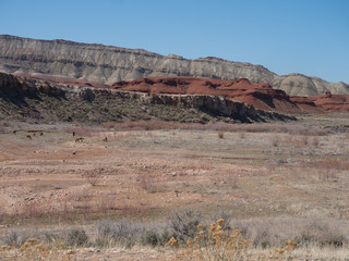 Fototapeta premium Wild Horse Herd in Bighorn Canyon with orange and gray cliffs in the background and blue sky above. Photographed in Wyoming. 