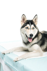 husky laying on vet table isolated on white background