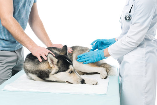 cropped image of man holding husky while female veterinarian doing injection by syringe isolated on white background