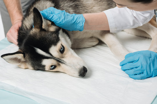 cropped image of female veterinarian examining husky ear isolated on white background