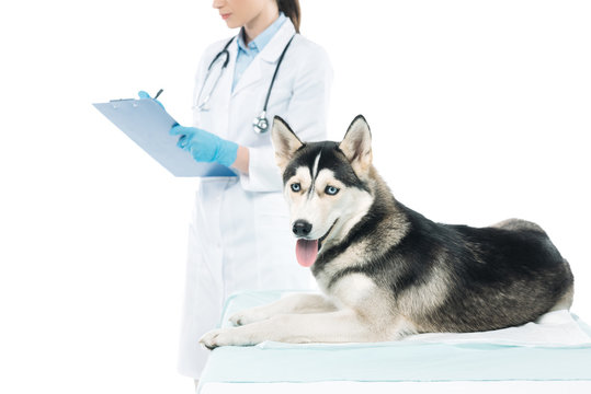cropped image of female veterinarian writing in clipboard and husky isolated on white background