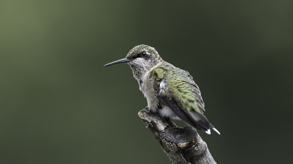 Hummingbird Looking Back