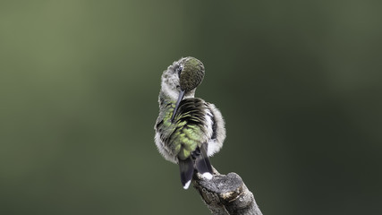 Hummingbird Preening