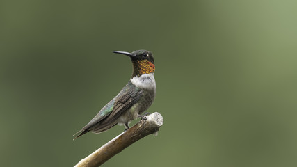 Male On Alert