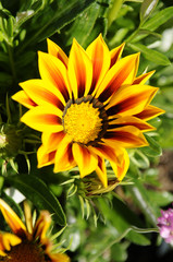 初夏の黄色い花