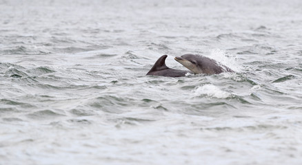 Obraz premium wild bottlenose dolphins breaching while hunting for salmon