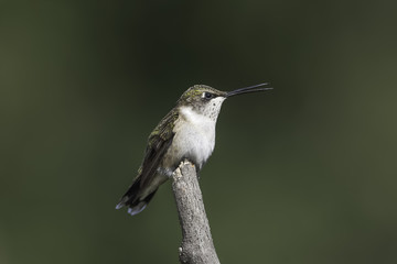 Vocal Hummingbird