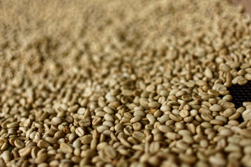 Raw coffee beans on a drying tray