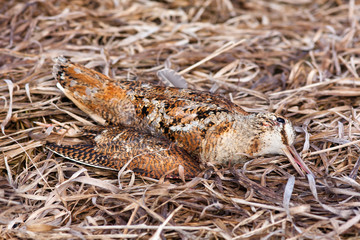 trophy of hunter - woodcock on the grass