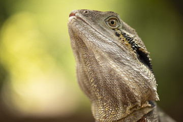 Water Dragon outside during the day in the late afternoon.