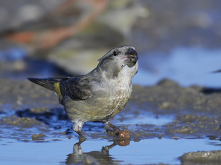 parrot crossbill (Loxia pytyopsittacus)