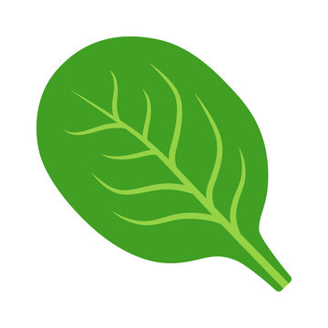 Spinach green vegetable leaf flat vector icon for food apps and websites