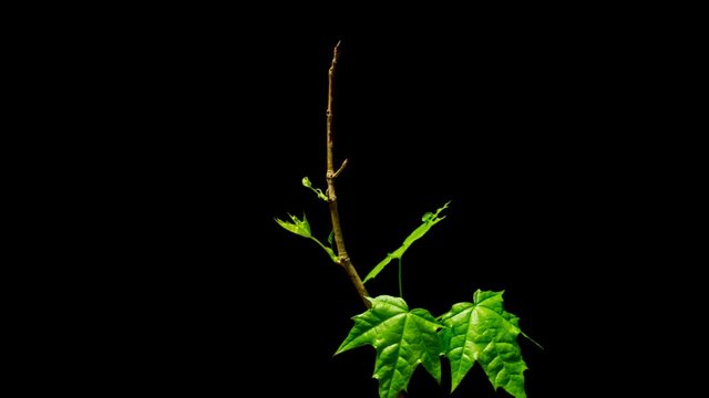 Time-lapse of growing maple tree branch 3a3 in RGB + ALPHA matte format isolated on black background.