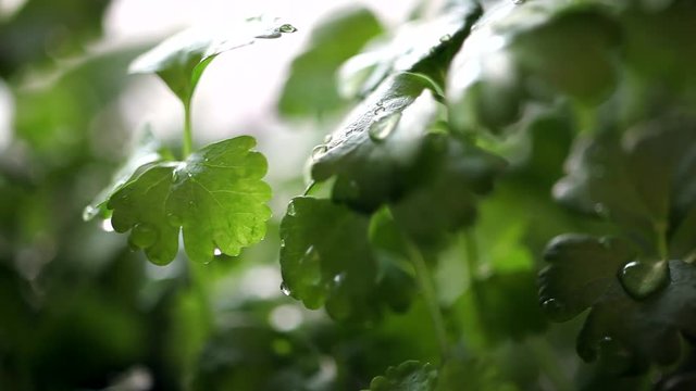 Celery Seedling at Rain/It rains on celery seedling. Great copyspace, metaphor for growing business. Big drops of water