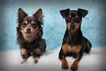 Portrait Chihuahua und Zwergpinscher liegend auf einer Felldecke mit blauem Hintergrund