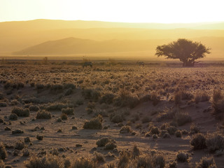 Evening sunlight atmosphere of vast dried grassland desert landscape with gemsbok herd, big tree...