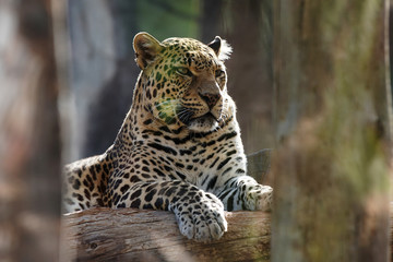 white big leopard