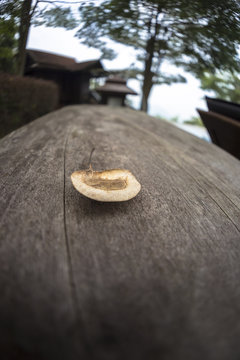 Macro close up of angsana casuarina tree seed on dark background wooden plank